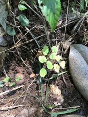 Thalictrum thalictroides