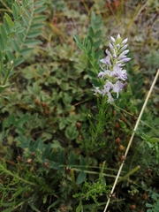 Veronica pinnata