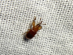 Rhopalotria