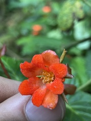 Begonia longirostris