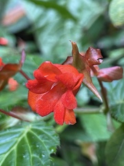 Begonia longirostris