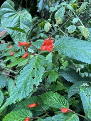 Begonia longirostris