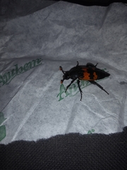 Nicrophorus investigator