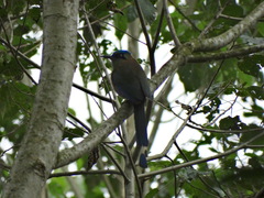 Momotus coeruliceps