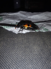 Nicrophorus investigator