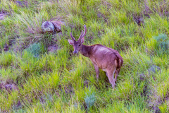 Rusa timorensis