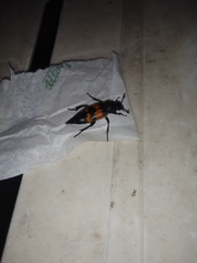 Nicrophorus investigator