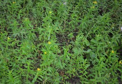 Hypericum adpressum