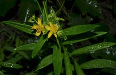 Hypericum adpressum