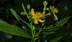 Hypericum adpressum