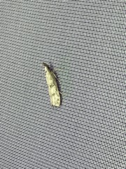 Dichomeris inversella