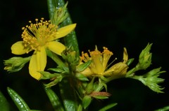 Hypericum adpressum