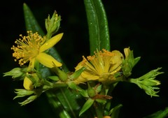 Hypericum adpressum