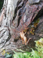 Talitropsis