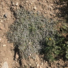 Euphorbia polycarpa polycarpa