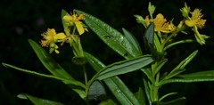 Hypericum adpressum