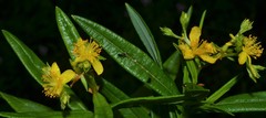 Hypericum adpressum