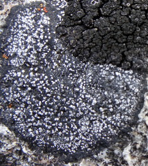 Rhizocarpon geminatum