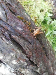 Talitropsis
