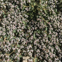Euphorbia polycarpa polycarpa