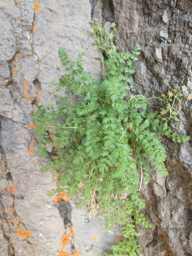 Image of Ivesia baileyi by no rights reserved