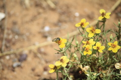 Acmaeodera gillespiensis