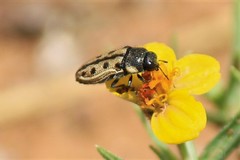 Acmaeodera gillespiensis