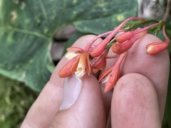 Epidendrum spathatum