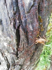 Talitropsis