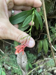 Epidendrum spathatum