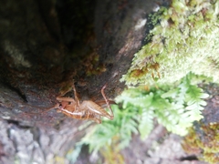 Talitropsis