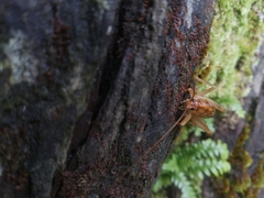 Talitropsis
