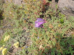Penstemon davidsonii praeteritus