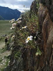 Chrysanthemum sinuatum