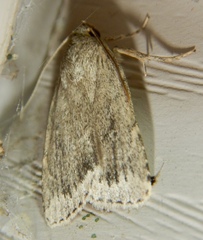Amphipyra glabella