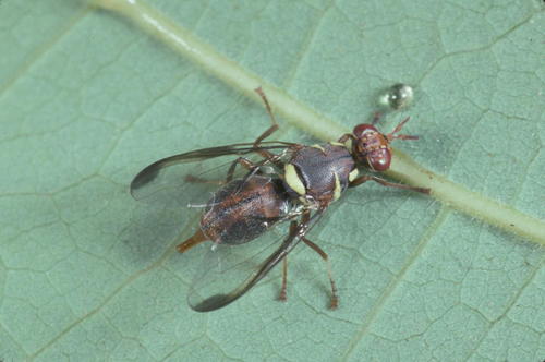 Dacus tenebricus