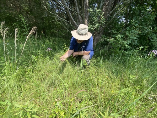 Thin Dropseed (Sporobolus macer)