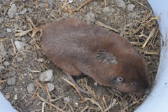 Cratogeomys fumosus