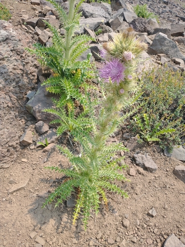 Image of Peck's Thistle by no rights reserved