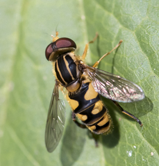 Parhelophilus flavifacies