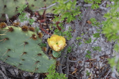 Opuntia rastrera