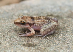 Eleutherodactylus etheridgei