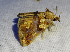 Plusiodonta compressipalpis