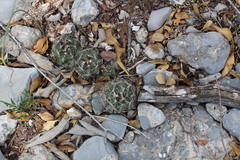 Coryphantha nickelsiae