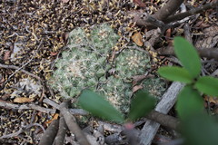 Coryphantha nickelsiae