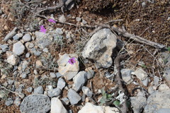 Boerhavia anisophylla