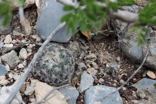 Turbinicarpus saueri