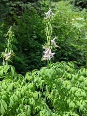 Corydalis caseana brandegeei