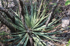 Hechtia glomerata