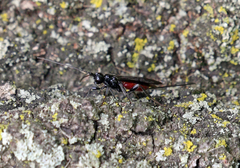 Atanycolus cappaerti